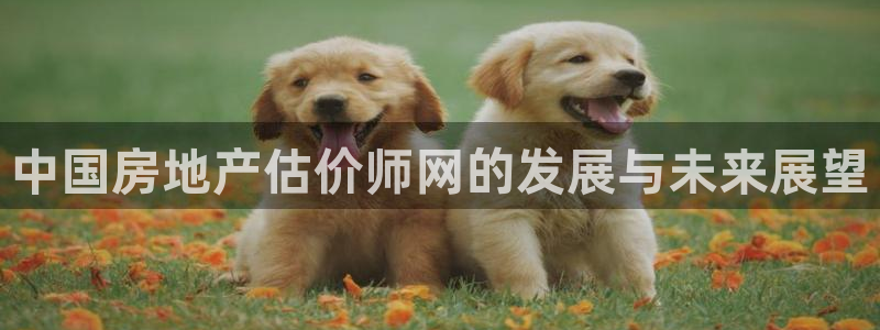 新宝5测试：中国房地产估价师网的发展与未来展望