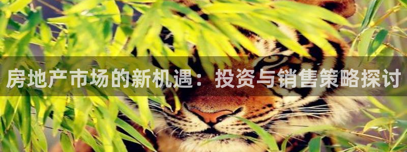 新宝5上来77542：房地产市场的新机遇：投资与销售策略探讨